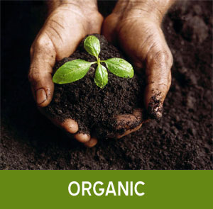 organic church